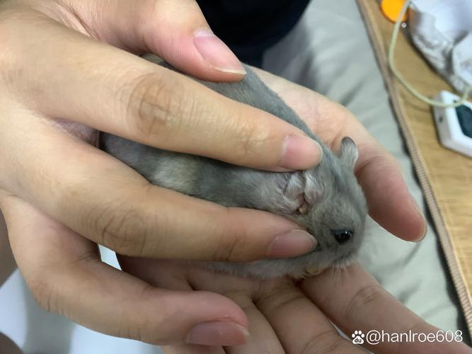 仓鼠耳朵变黄，仓鼠耳朵变色