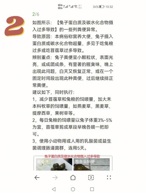 兔子拉稀怎么办吃什么药，兔子拉稀怎么办吃什么药好