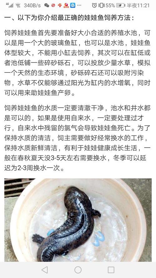 大娃娃鱼的样子，大娃娃鱼的制作方法