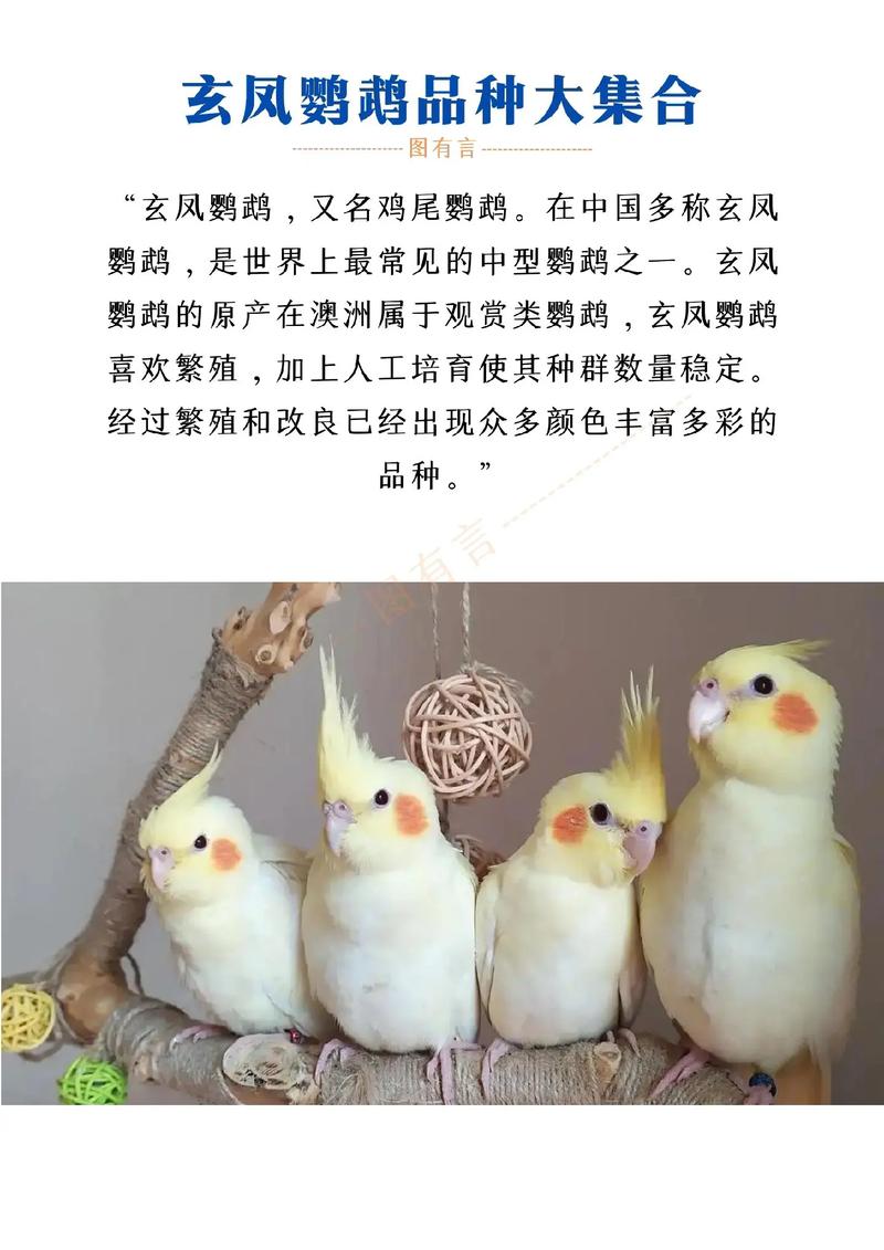 太阳鹦鹉和玄凤鹦鹉比较，玄凤跟小太阳鹦鹉哪个好