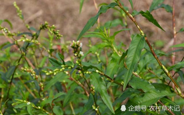 地鱼图片，地鱼草图片及价格