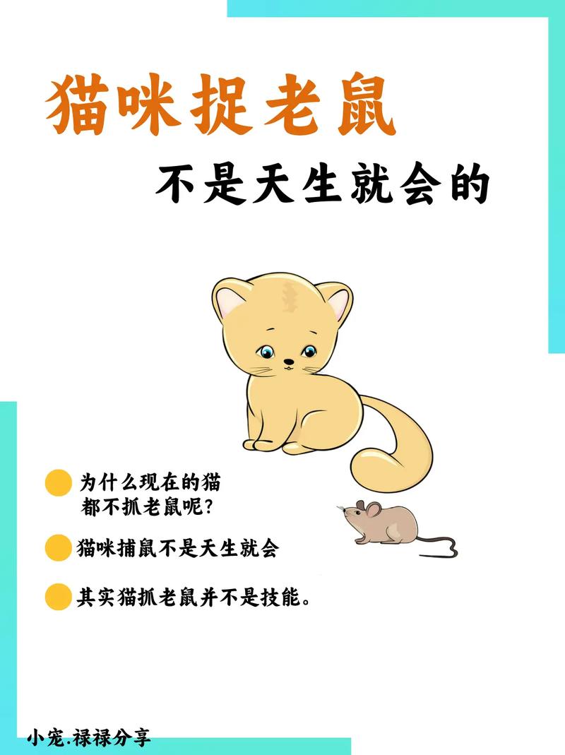 猫多大才会捉老鼠，猫猫多大会抓老鼠