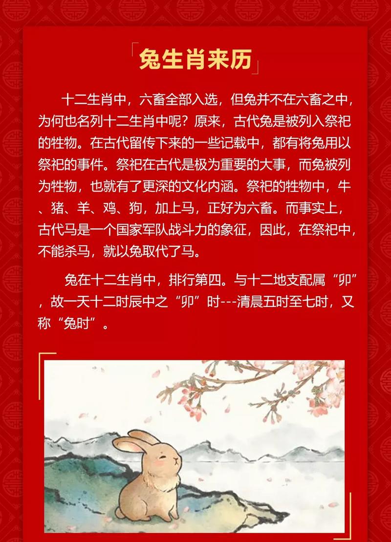 中国白兔的历史，中国白兔长大后