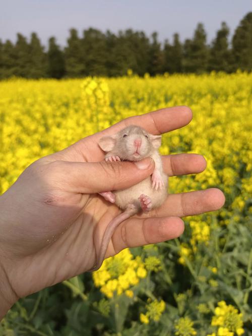 花鼠翻过身来是怎么回事，花枝鼠总往一侧倒