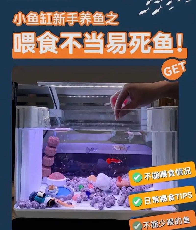 健康养鱼的投喂方式有哪些，养鱼每天怎样投喂饲料