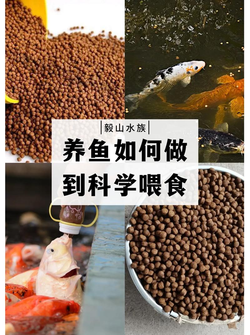 养鱼喂养，养鱼喂食小妙招