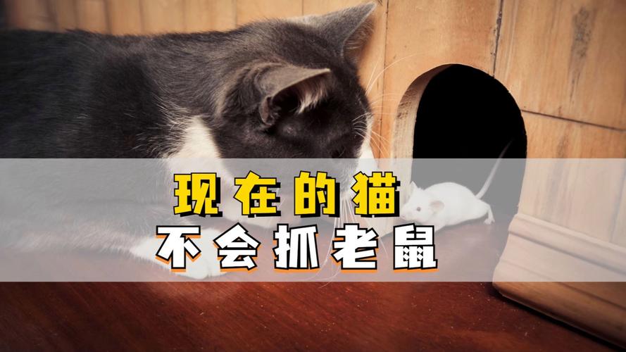 家猫为什么会抓老鼠，猫为什么会抓老鼠给主人