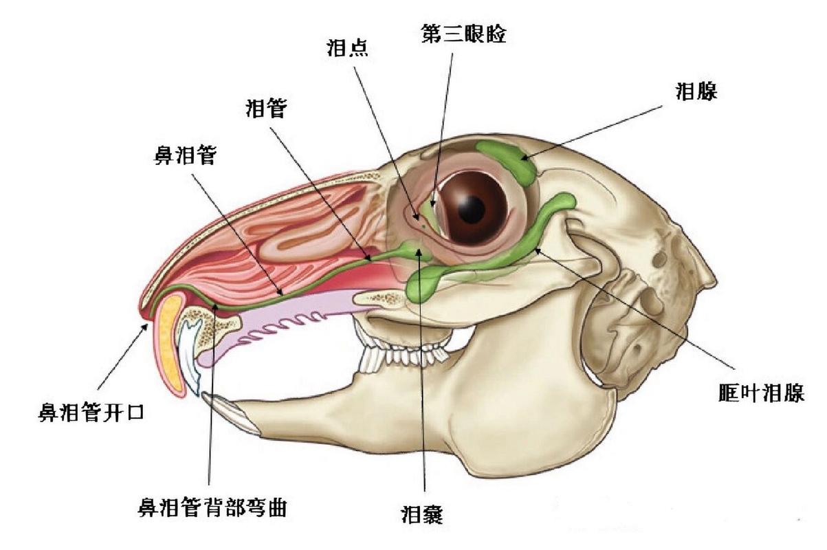 兔子怎么磨牙，兔子怎么磨牙图片