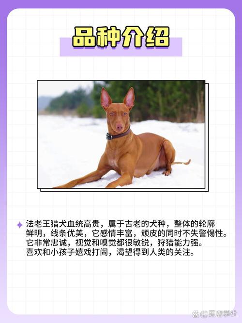 猎兔犬是小型犬吗，猎兔犬长什么样子