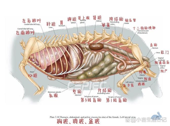 兔子的生理构造图，兔子的生理构造图片