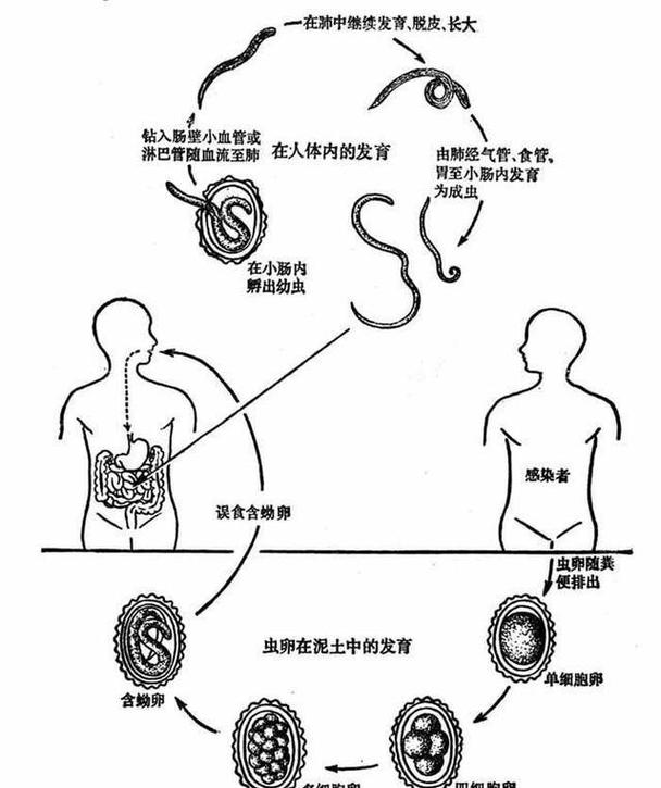 蛇体内寄生虫蛇痛苦吗，蛇体内的寄生虫