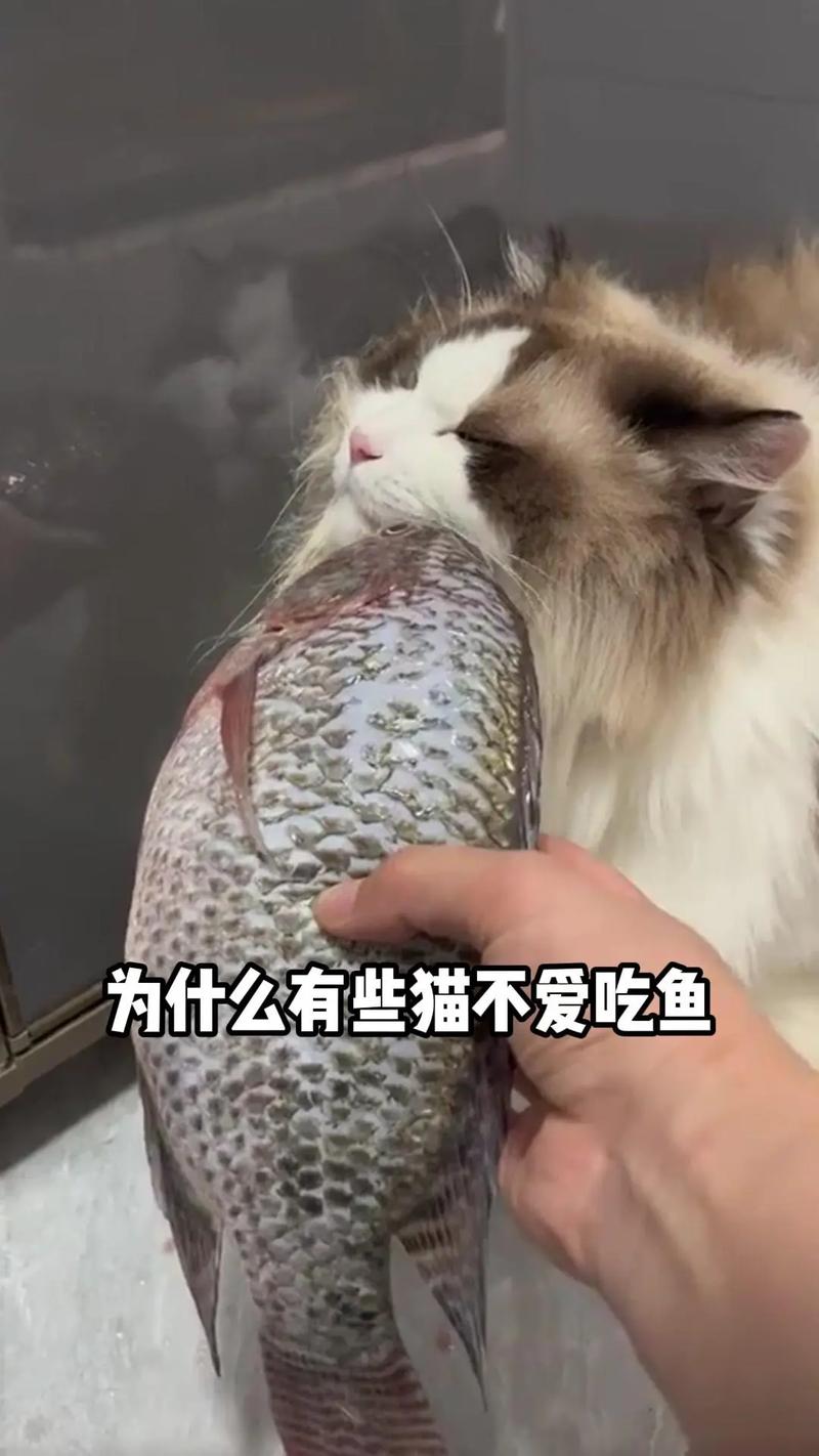 猫咪天生就爱吃鱼吗为什么，小猫喜欢吃鱼是一定还是可能