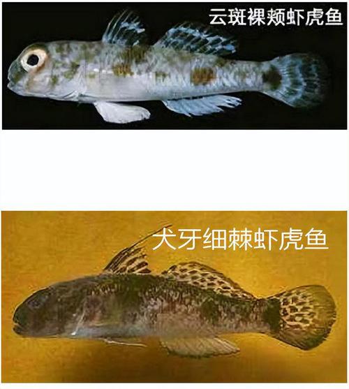 虾虎和鼠鱼混养，虾虎鱼能和老鼠鱼混养吗