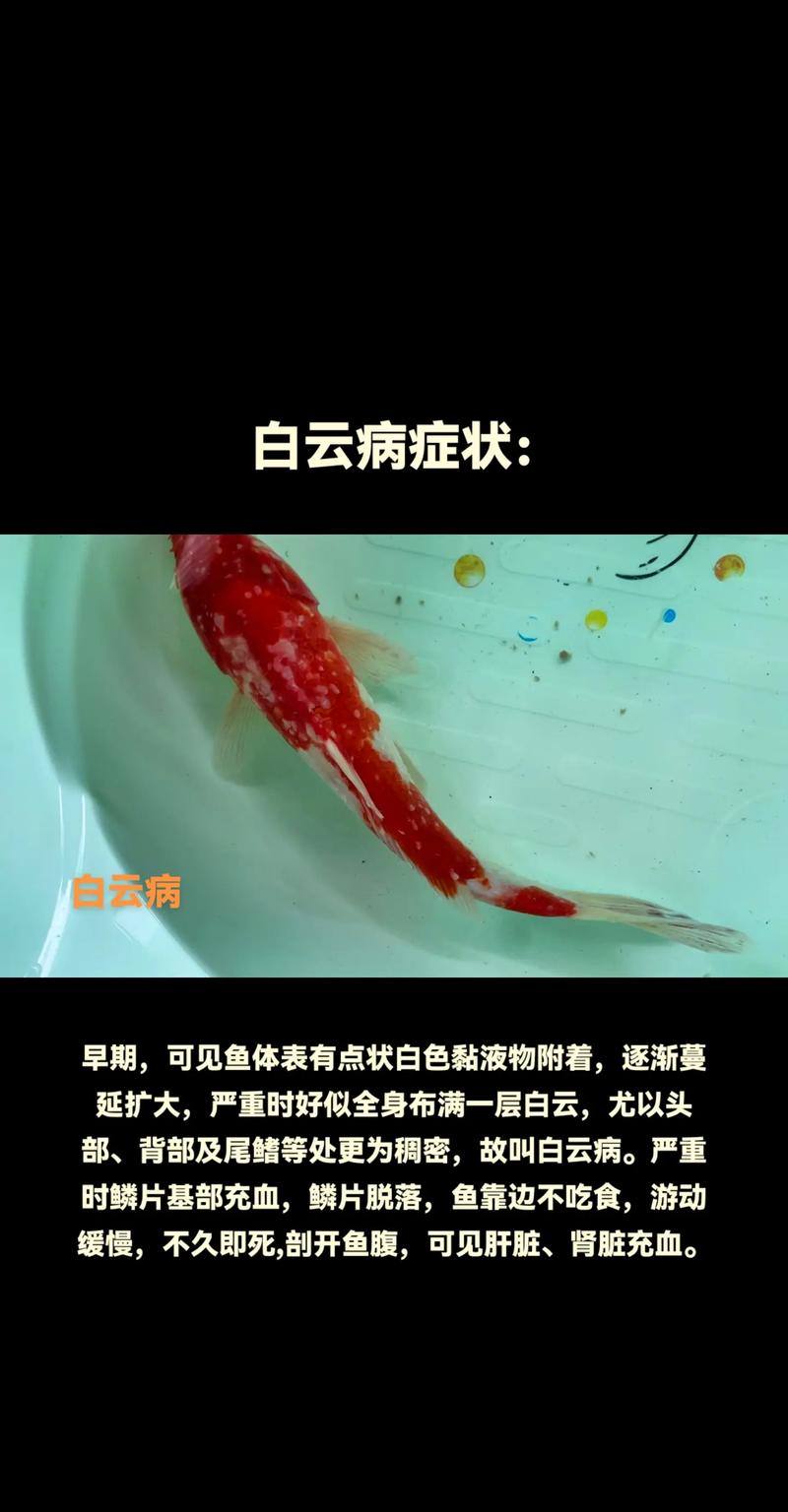 锦鲤鱼常见的病有哪些，锦鲤常见病症及治疗方法