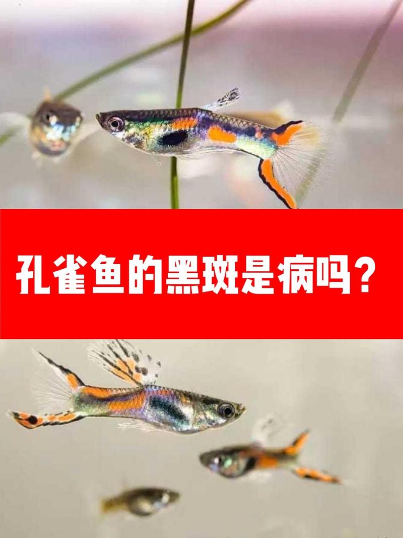 孔雀鱼要是得黑死病是什么症状，孔雀鱼要是得黑死病是什么症状图片