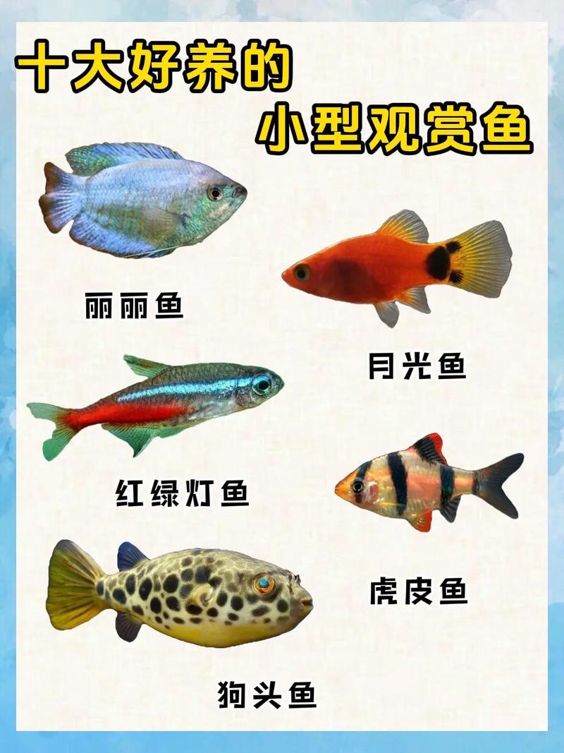 黑白水泡鱼饲养视频，白水族 黑水族