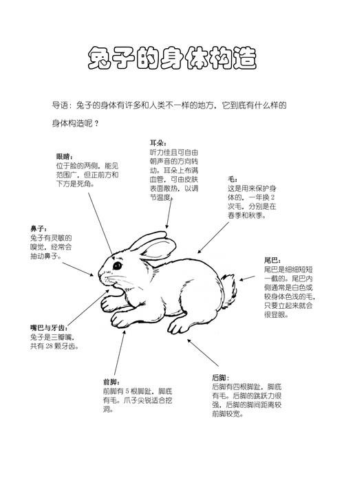 怎样清理兔子的身体，兔子怎么清洁身体