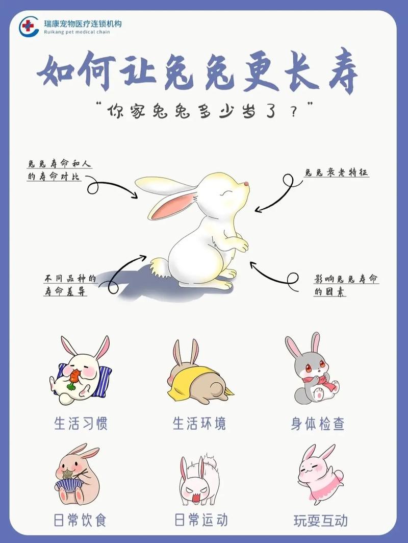 兔子怎么度夏，兔子怎么适应炎热的夏季