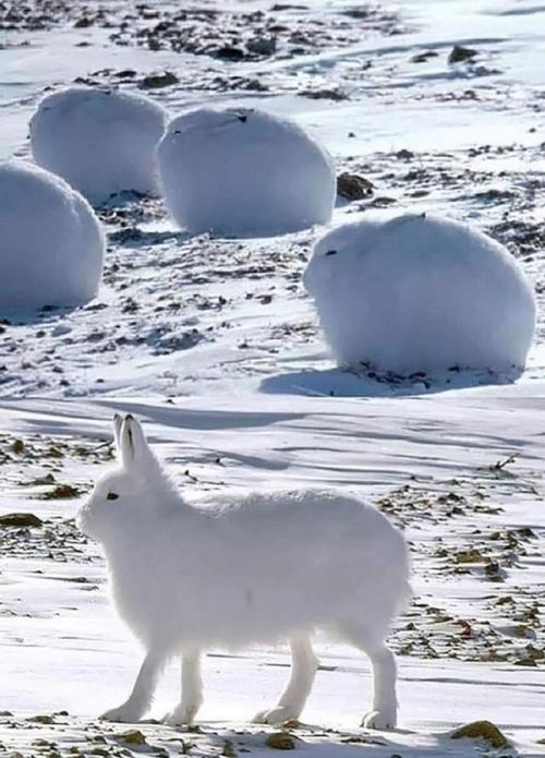 雪兔在北极地区的主要食物是什么，雪兔和北极兔一样吗