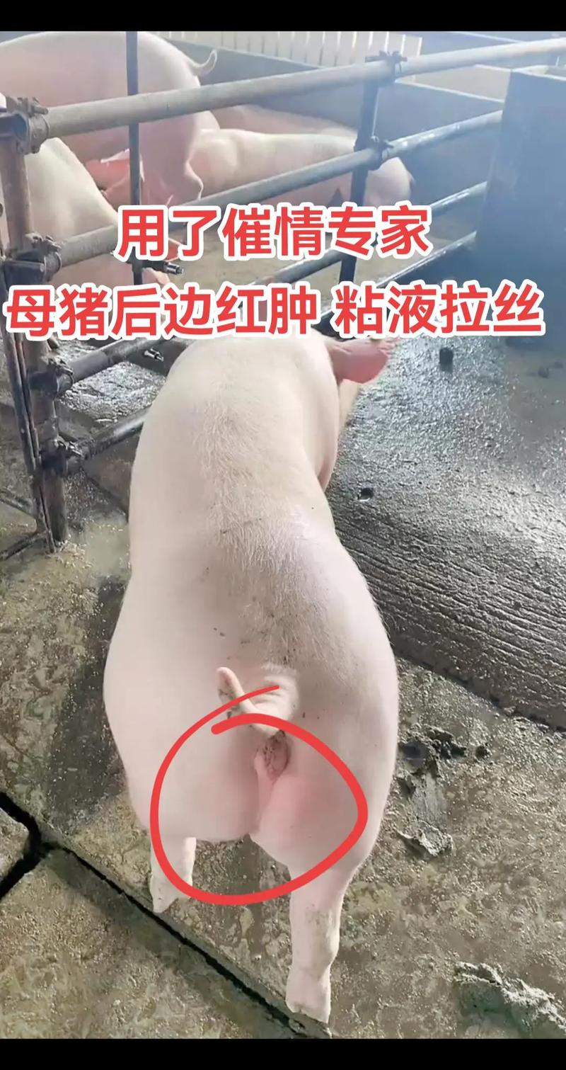 宠物猪怎么养才不会臭，宠物猪怎么养才不会臭呢