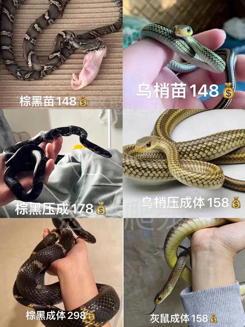 养宠物蛇一个月要花多少钱，养宠物蛇一个月要花多少钱买