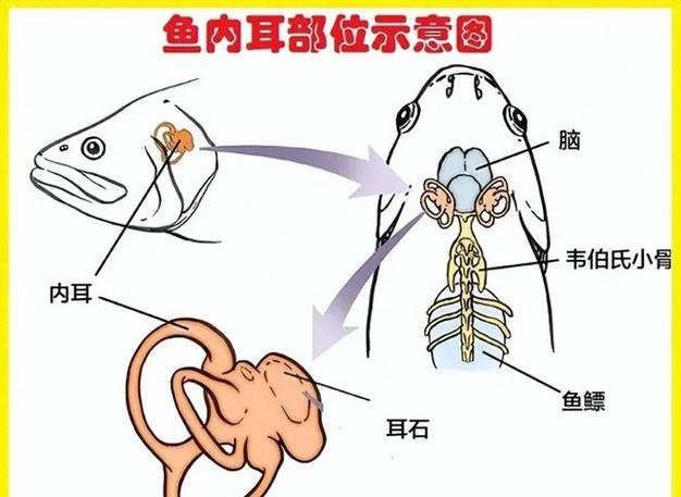 鱼的听觉灵敏吗，鱼的听觉好还是视觉好