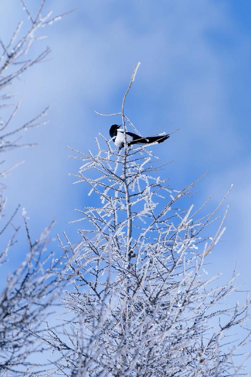 雪鹀鸟叫声音效，东北雪鸟叫声视频