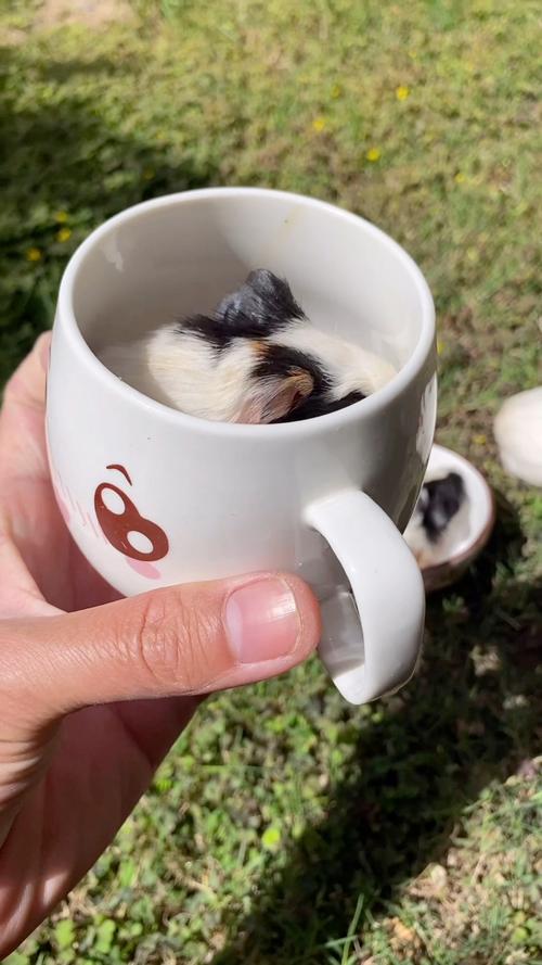 茶杯猪的品种知识简介怎么写，茶杯猪的图片可爱呆萌