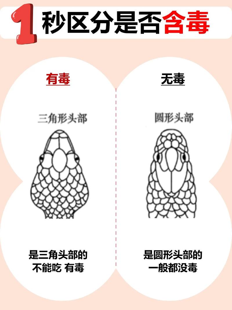 从那些特征判断出蛇是否有毒，判断蛇有没有毒