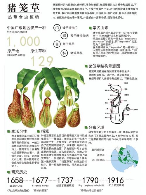 猪笼草猪笼草的特点，猪笼草的重点特征