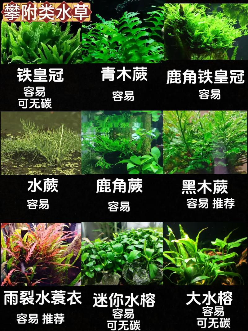 鱼缸水草种植步骤及注意，鱼缸水草种植方法视频教程