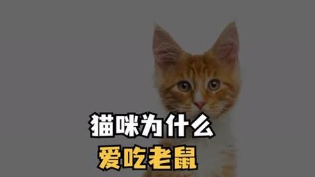 猫咪吃老鼠的原因有哪些，猫咪吃老鼠为什么