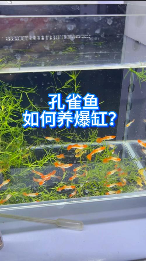 养孔雀鱼配什么植物好看，孔雀鱼适合和什么一起养